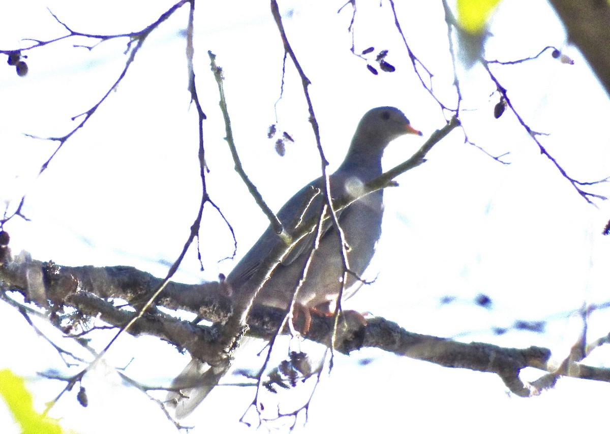 Band-tailed Pigeon - ML76526051