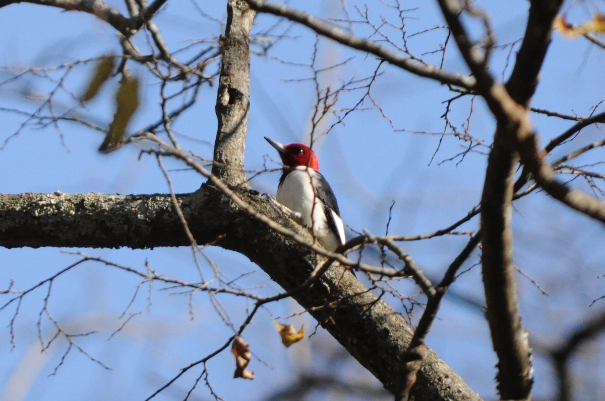 Red-headed Woodpecker - ML76526381