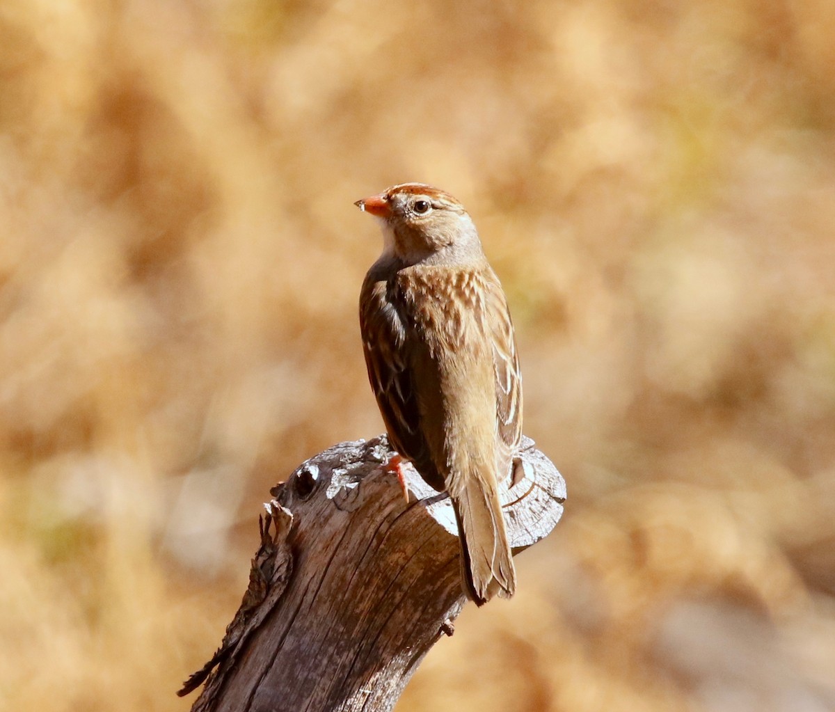 Bruant à couronne blanche - ML76527071