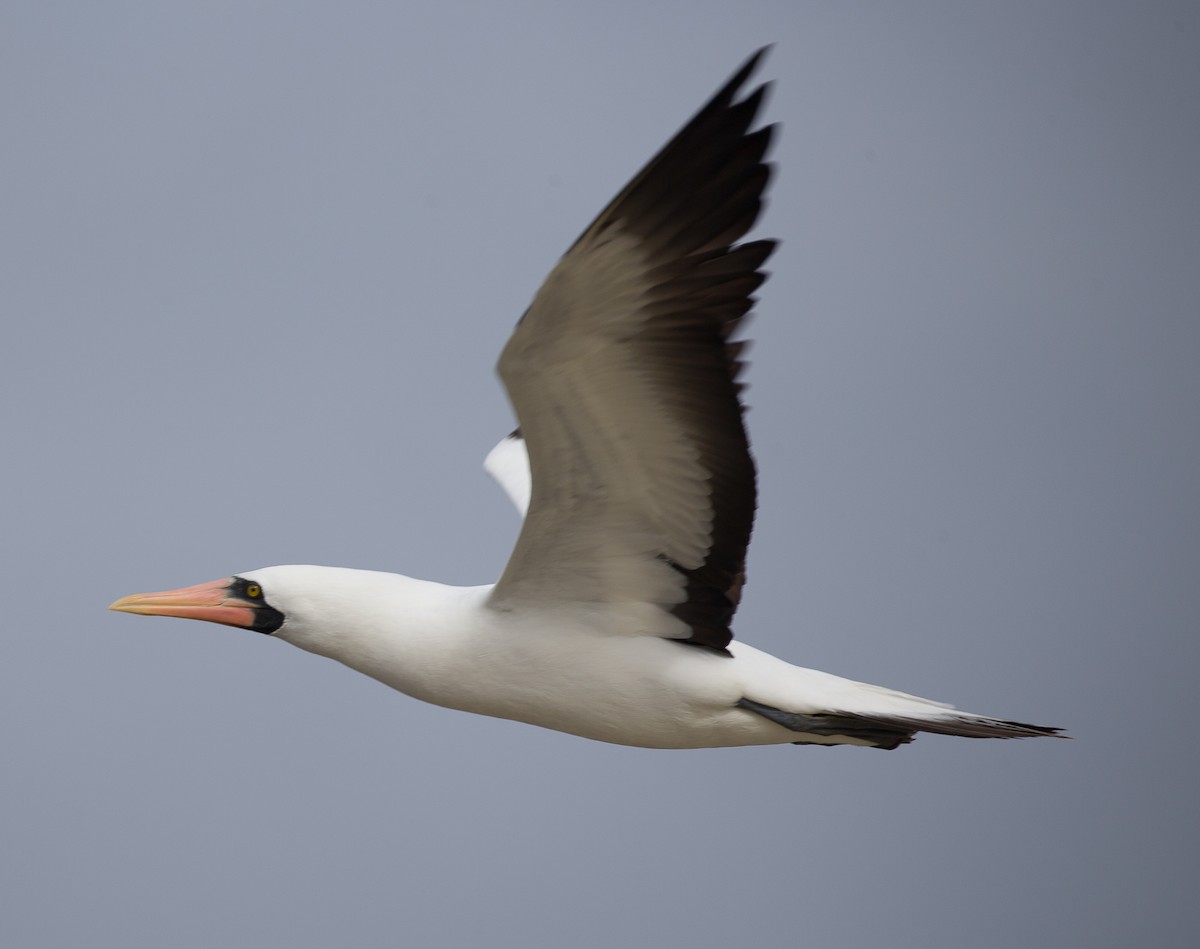 Nazca Booby - Meg Barron