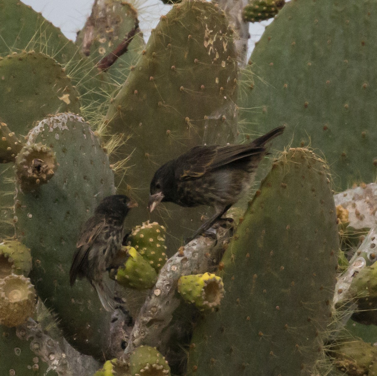 Genovesa Cactus-Finch - ML76530391