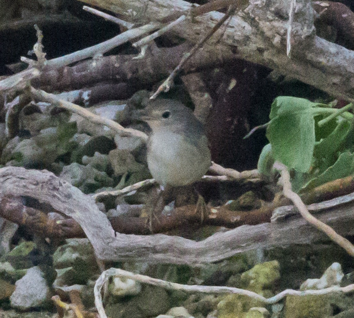 Gray Warbler-Finch - ML76530981