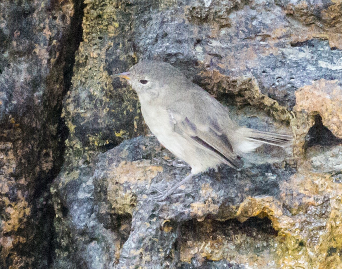 Gray Warbler-Finch - Meg Barron