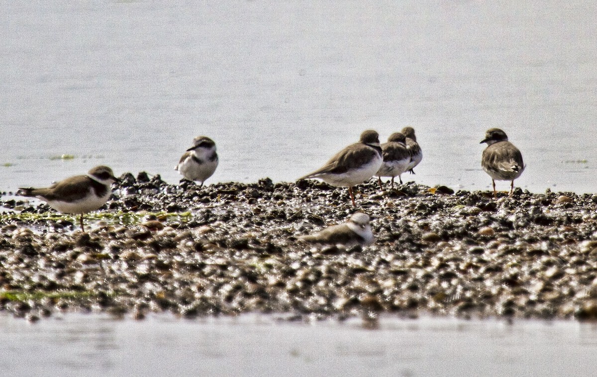 Common Ringed Plover - ML76531111