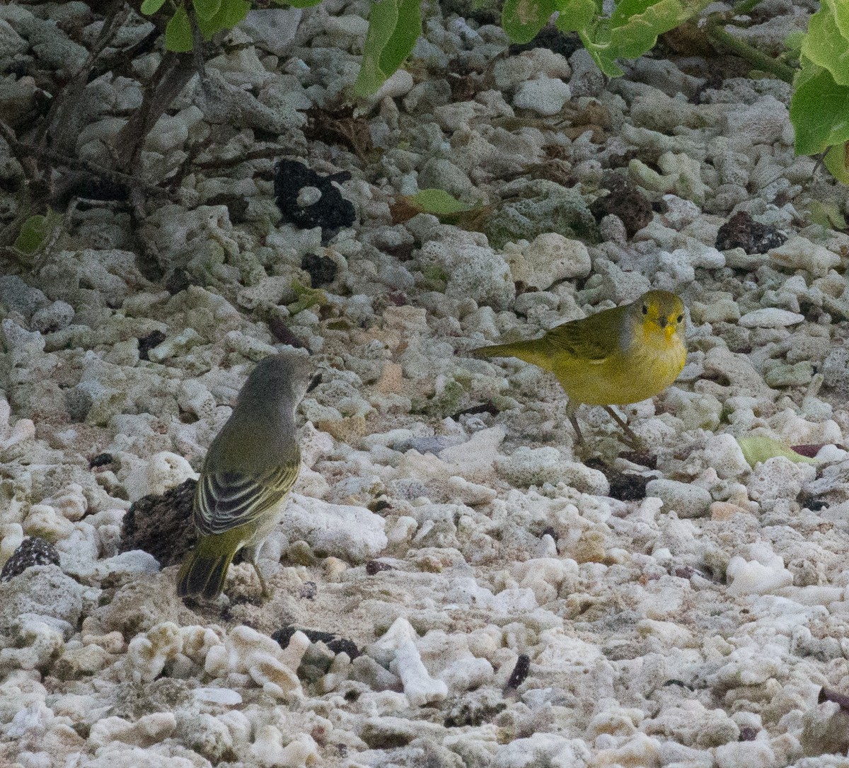 Yellow Warbler - Meg Barron