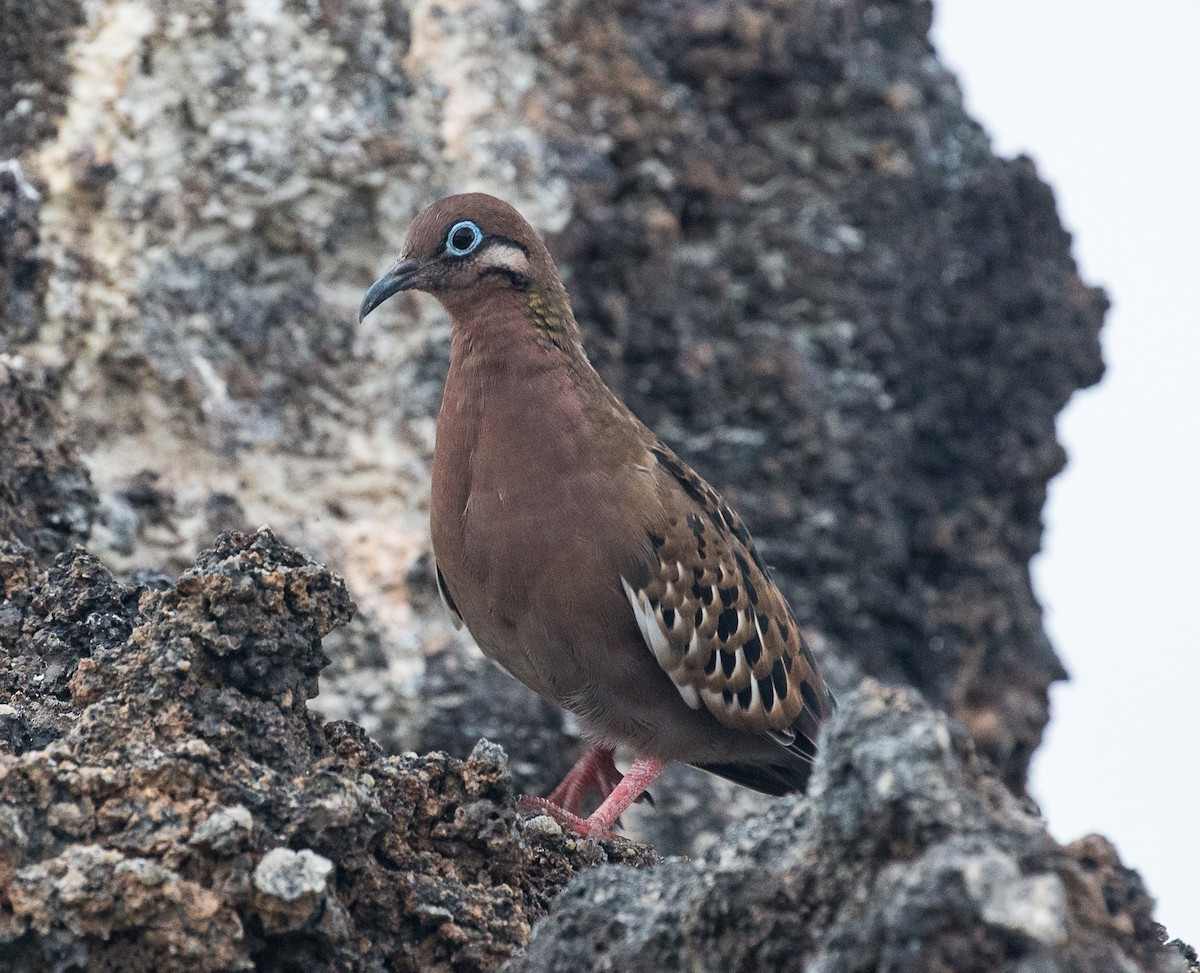 Tourterelle des Galapagos - ML76531341