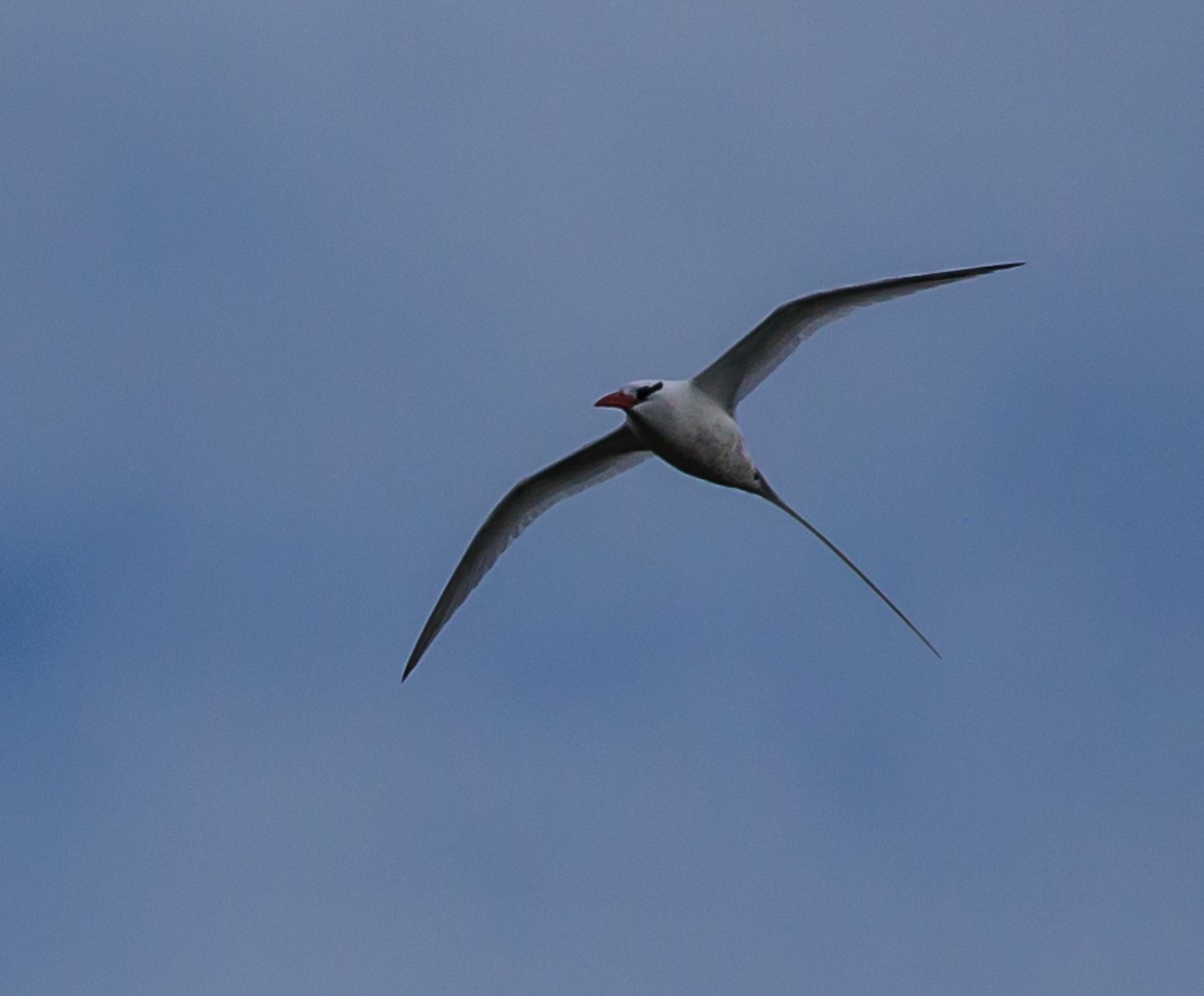 Red-billed Tropicbird - ML76532121