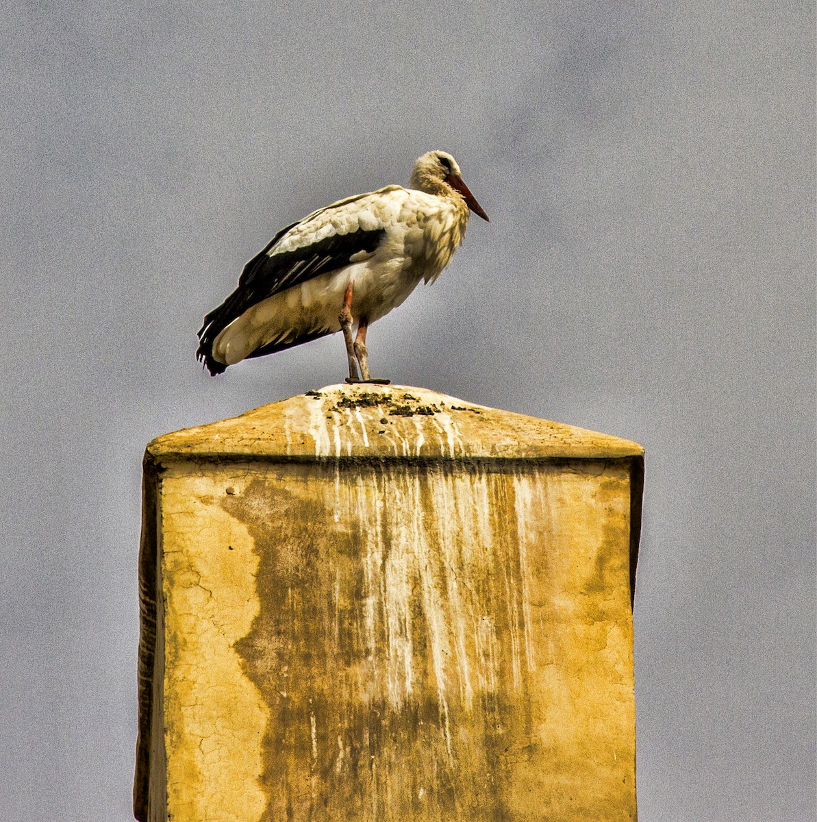 White Stork - ML76532201