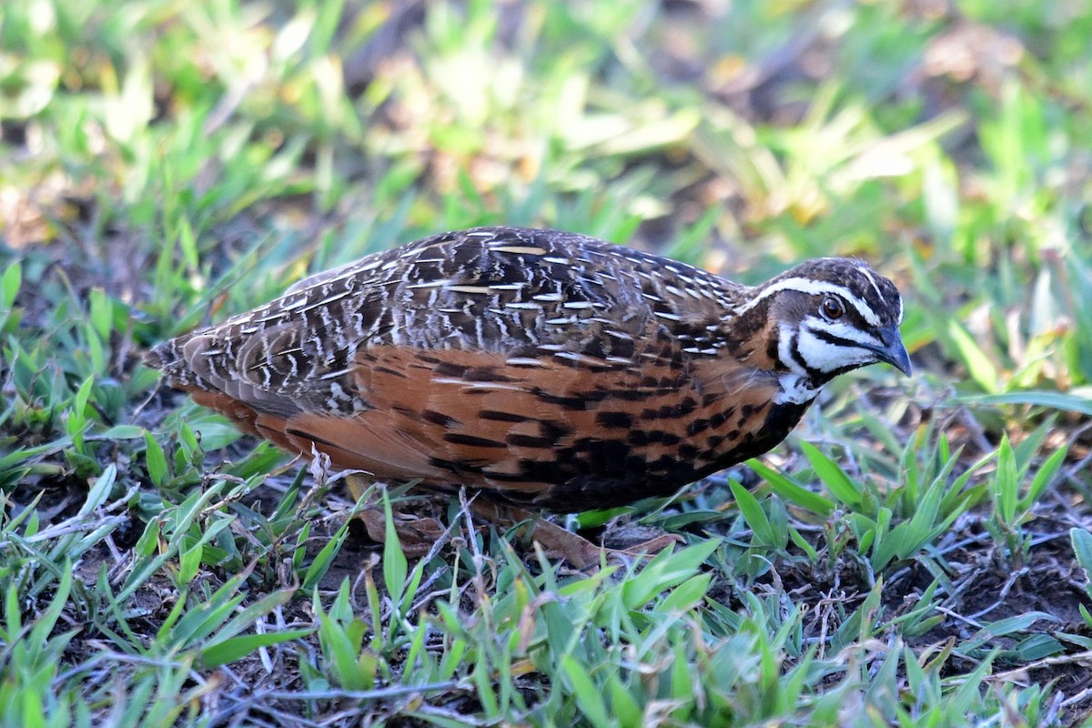 Harlequin Quail - ML76532561