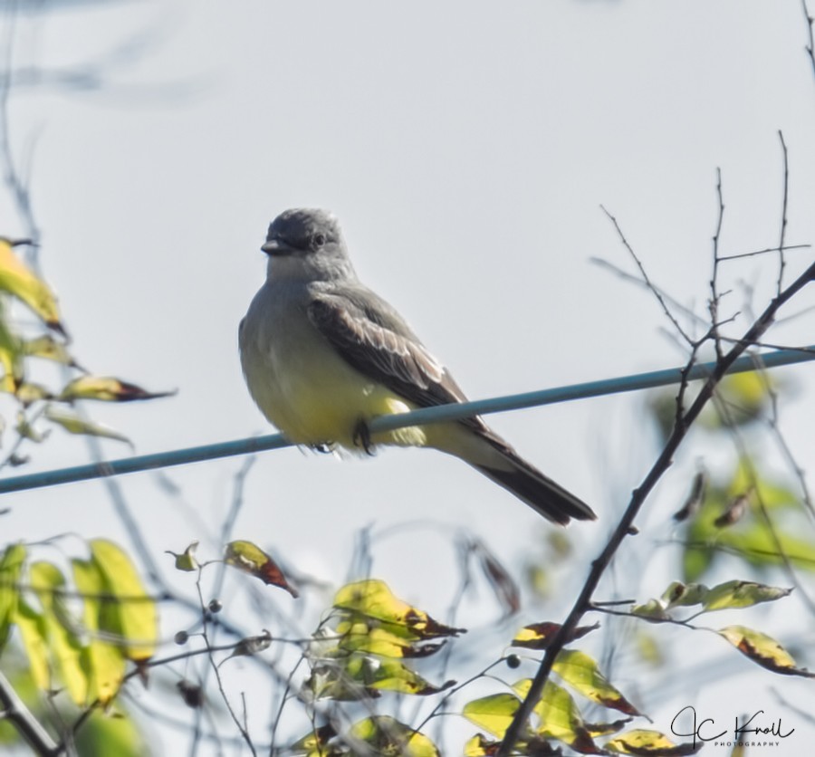 Western Kingbird - JC Knoll