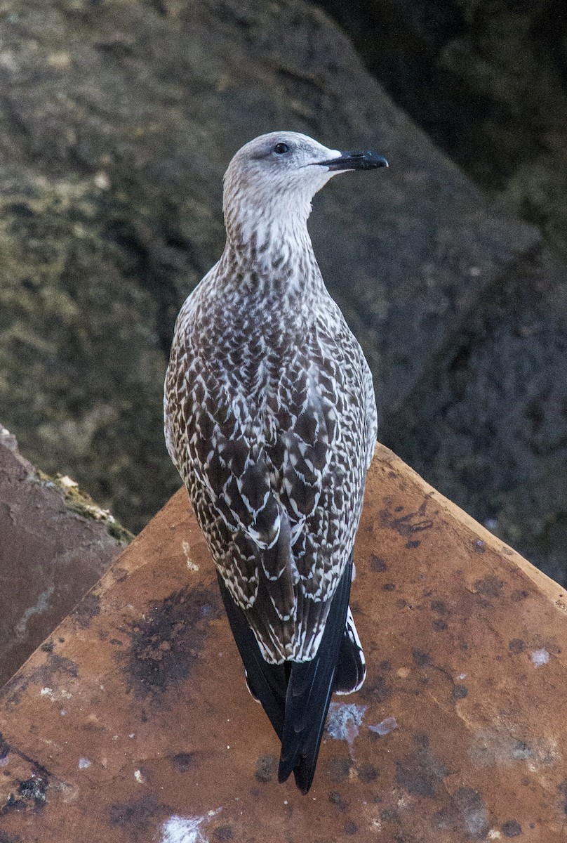 Lesser Black-backed Gull - ML76533541