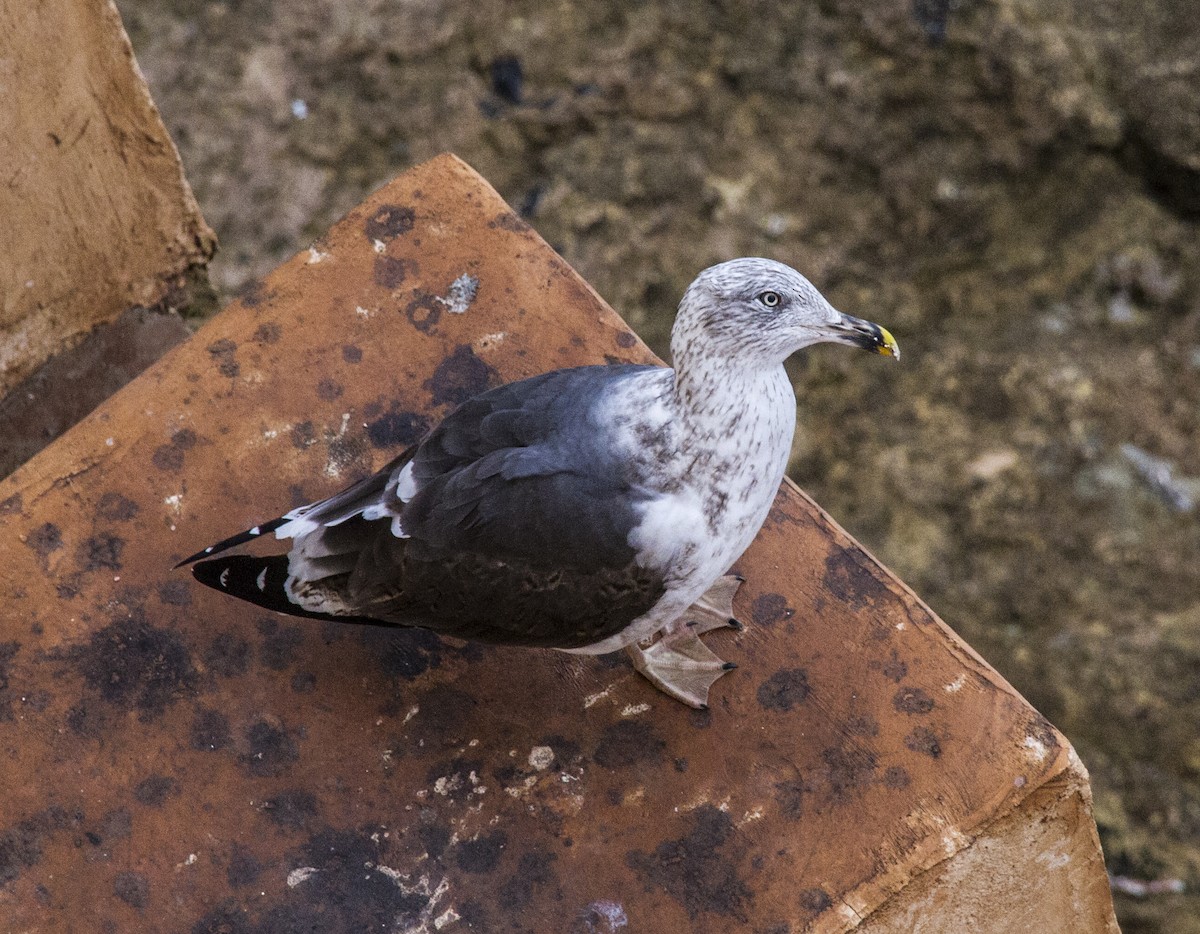 Lesser Black-backed Gull - ML76533561