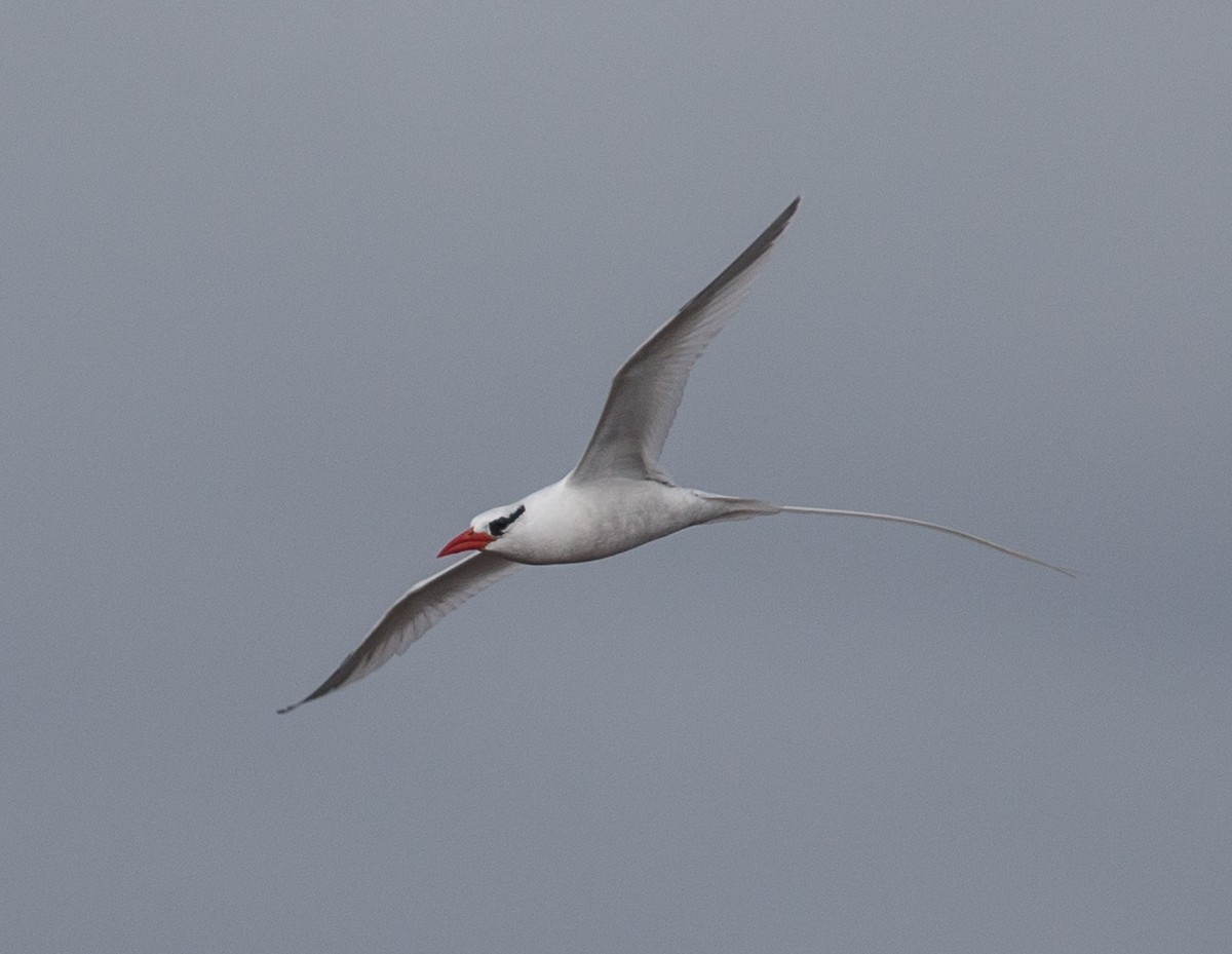 Rabijunco Etéreo - ML76533841