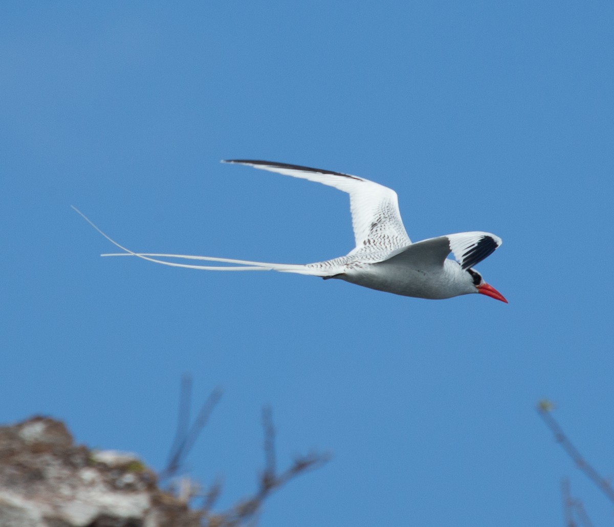 Red-billed Tropicbird - Meg Barron