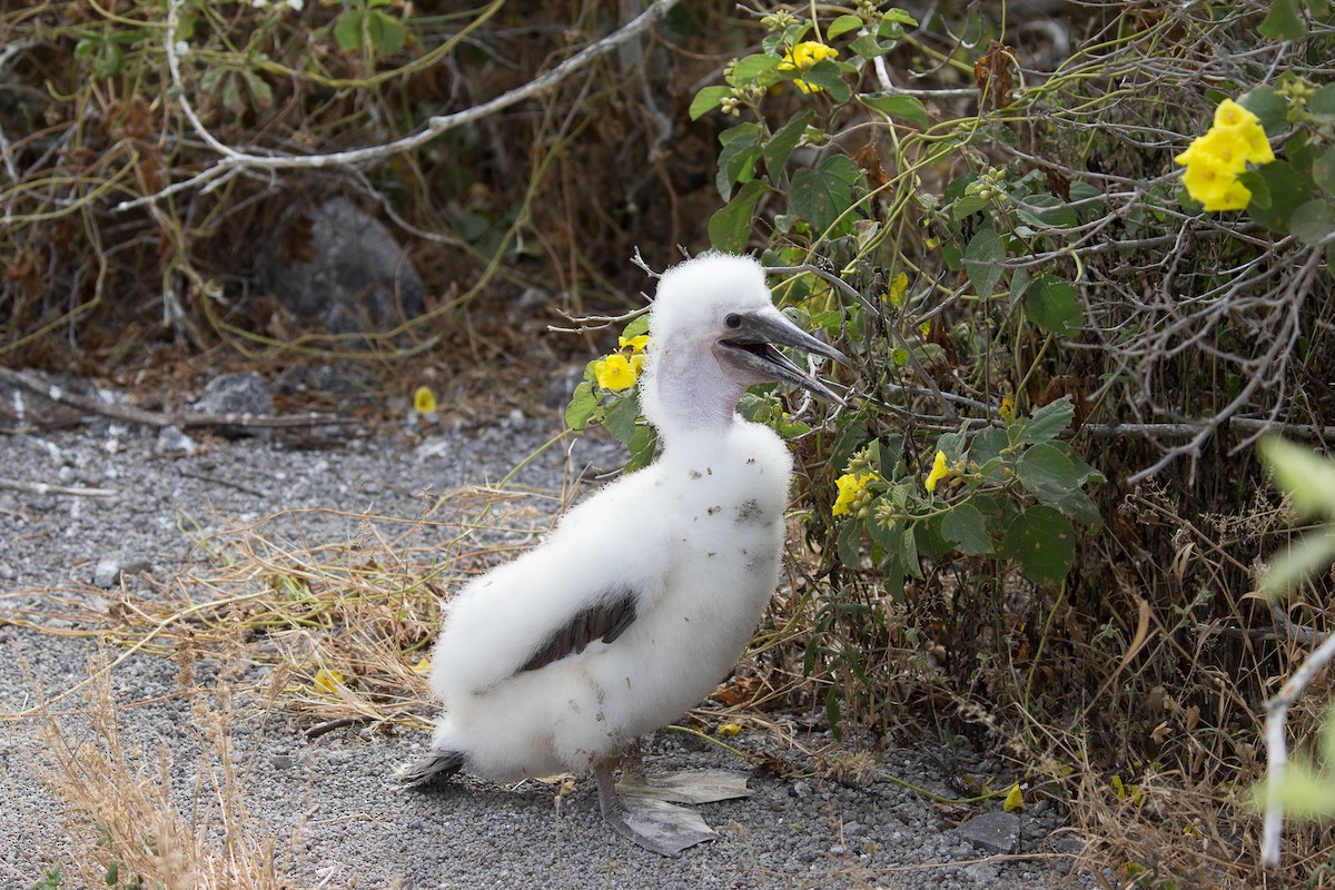 Nazca Booby - ML76534101