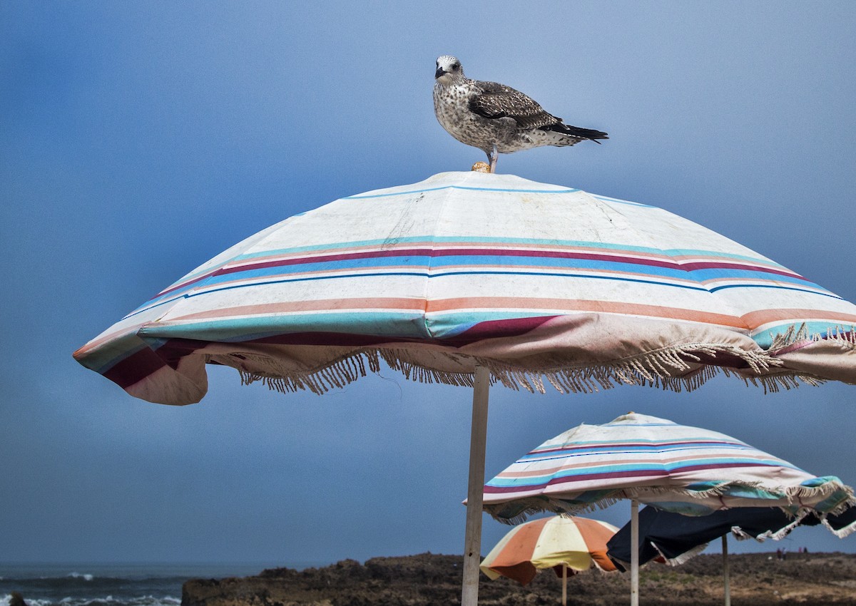 Lesser Black-backed Gull - ML76534321