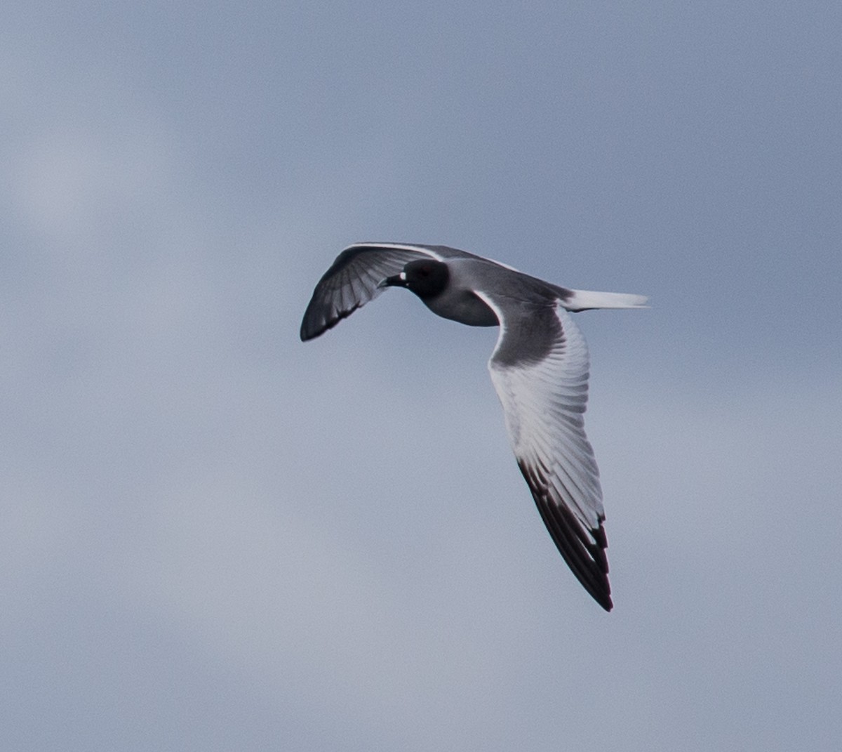 Swallow-tailed Gull - Meg Barron