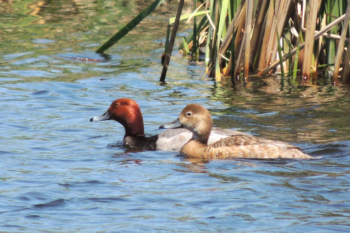 Redhead - ML76536331