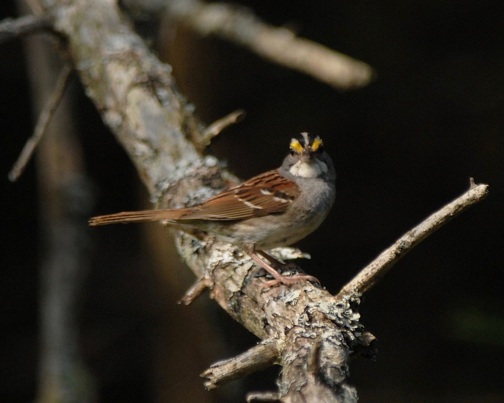 White-throated Sparrow - ML76536731