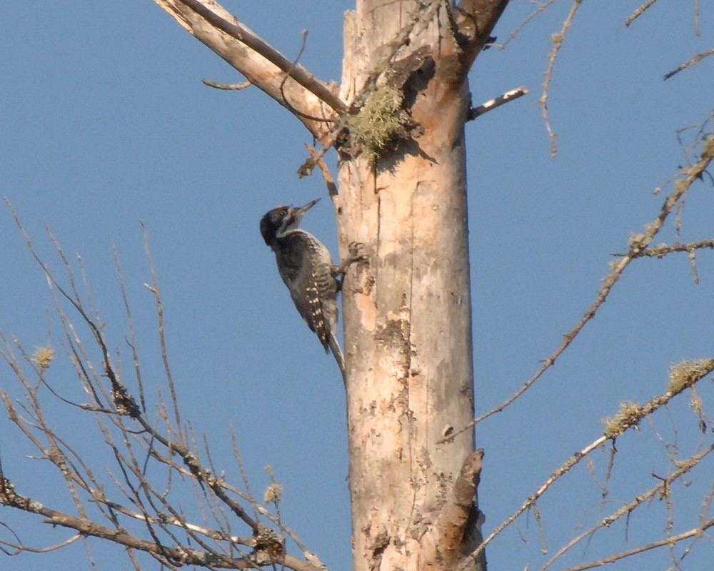 Black-backed Woodpecker - ML76536761