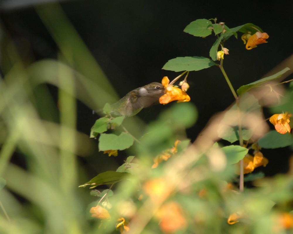 Ruby-throated Hummingbird - ML76536821