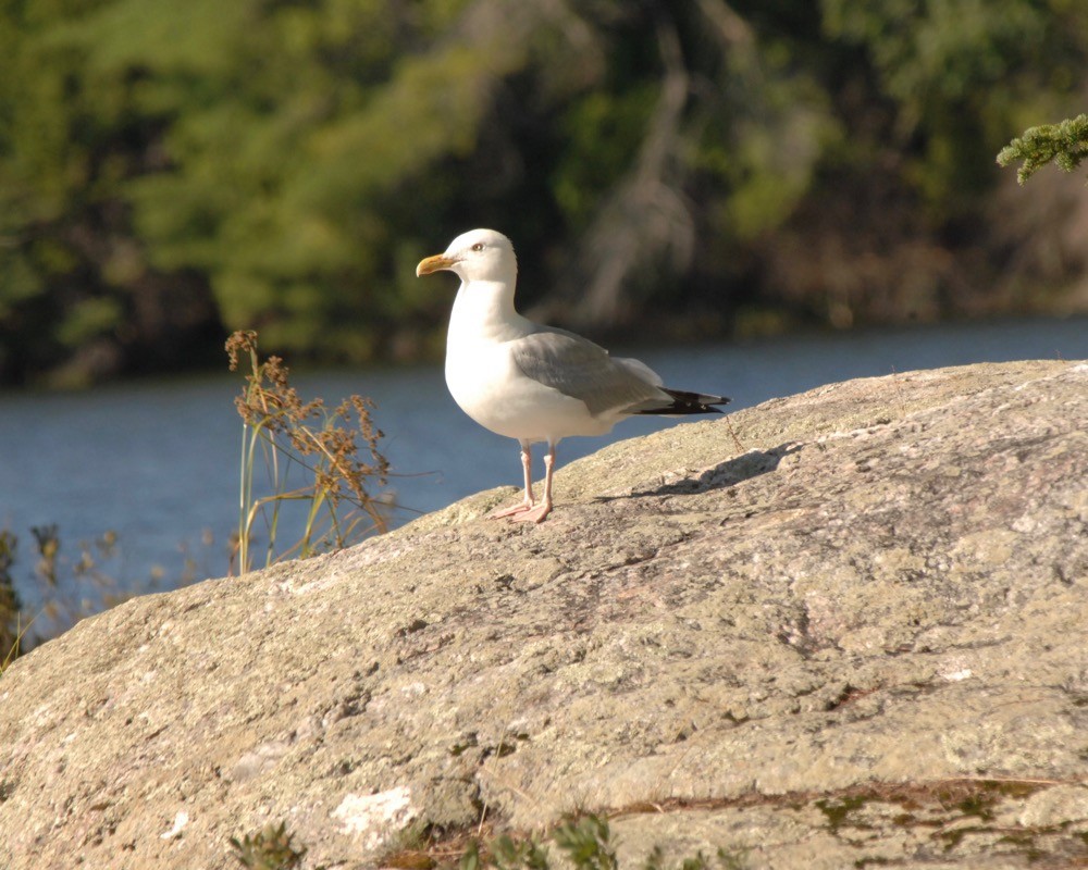 American Herring Gull - ML76536911