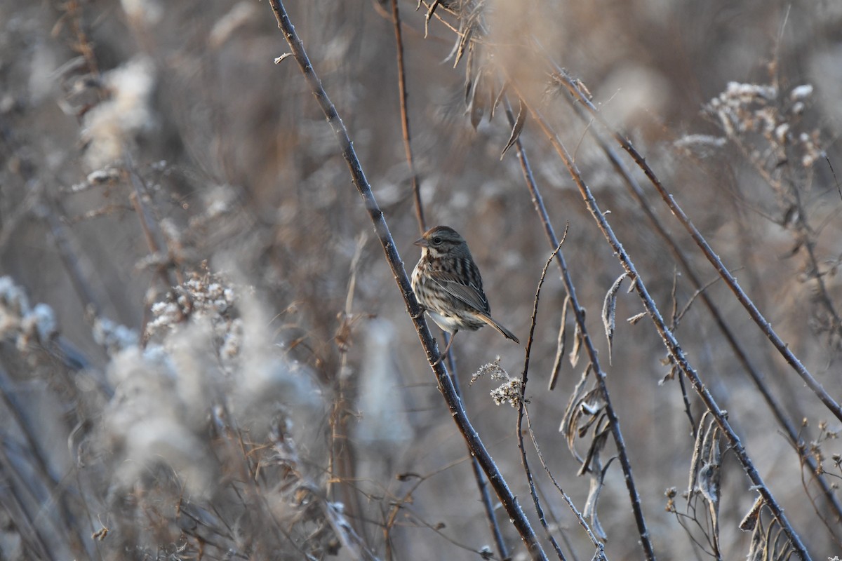 Song Sparrow - ML76538591