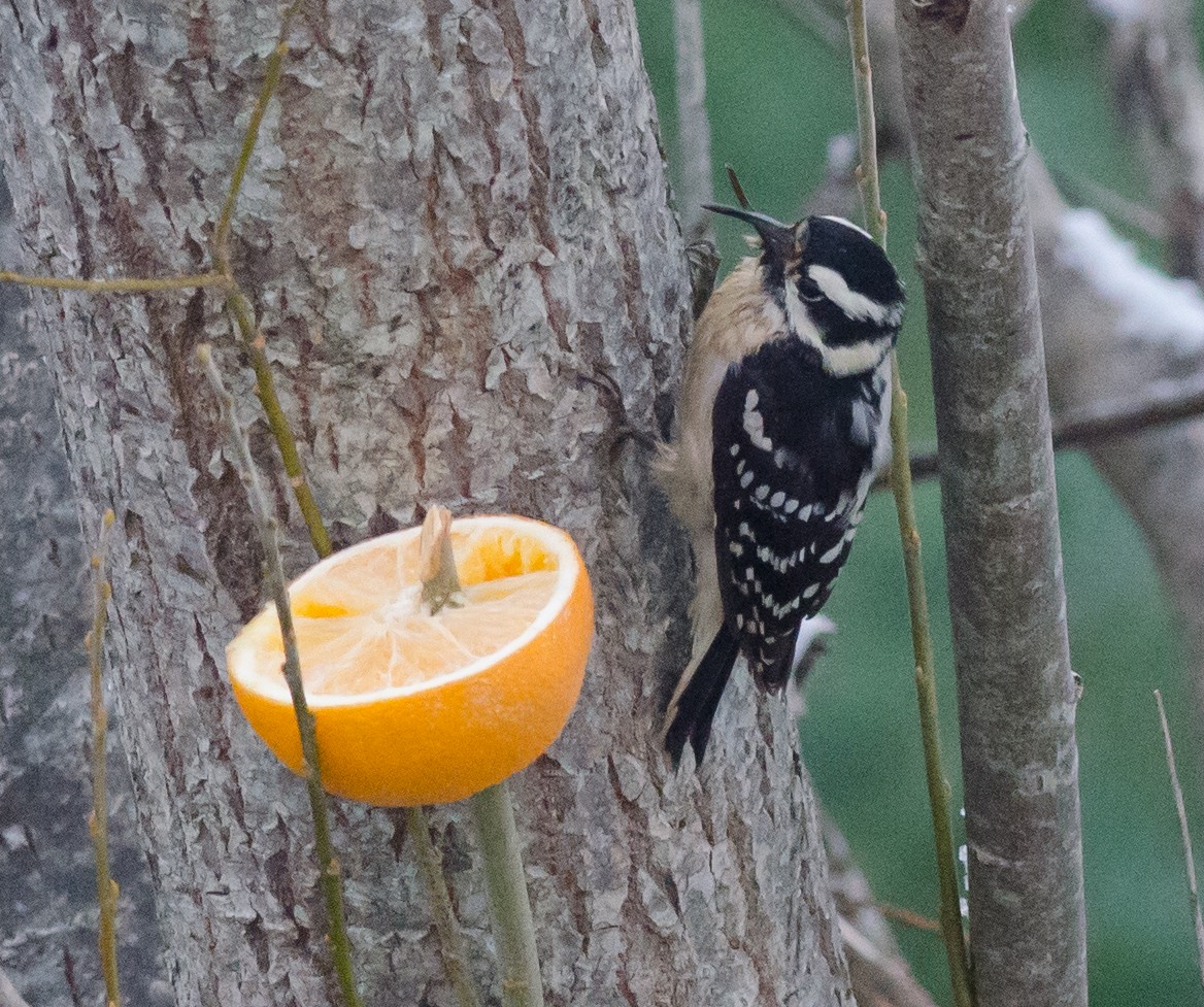 Downy Woodpecker - ML76538921