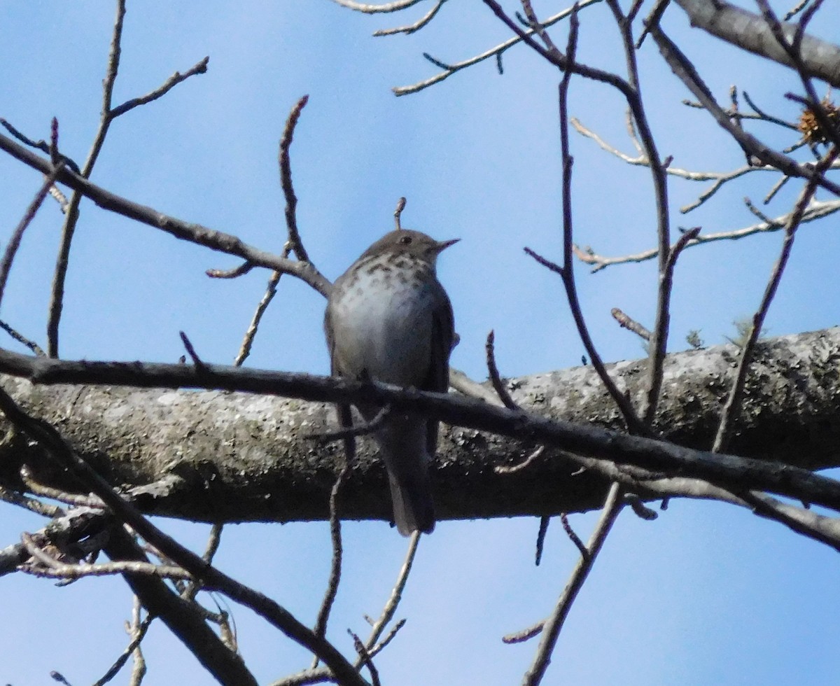 Hermit Thrush - ML76538971