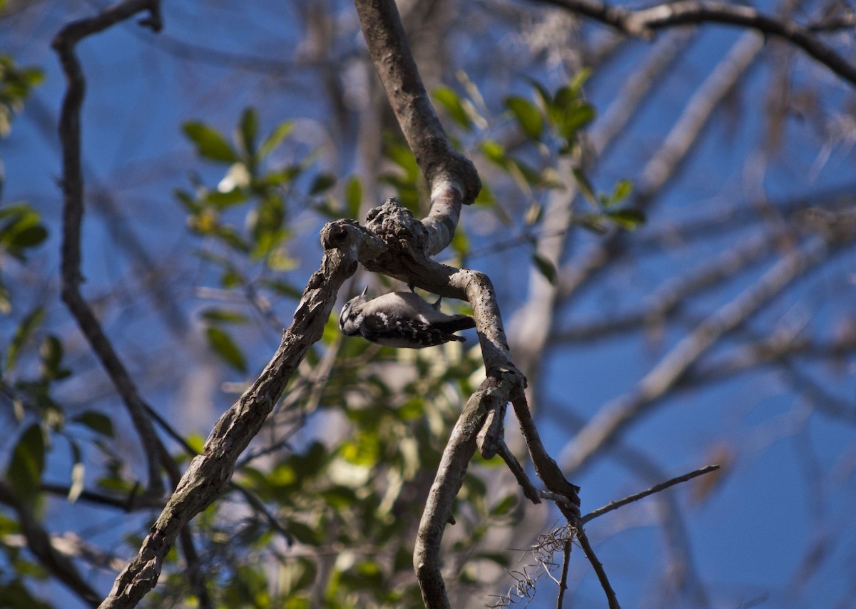 Downy Woodpecker - Ray Wise