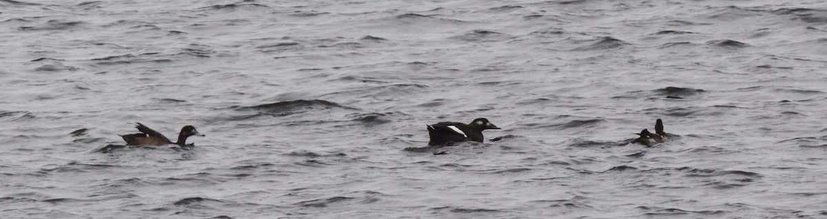 White-winged Scoter - ML76542461