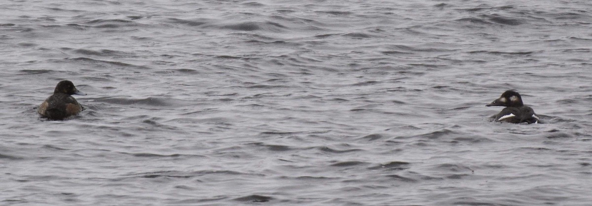 White-winged Scoter - ML76542481