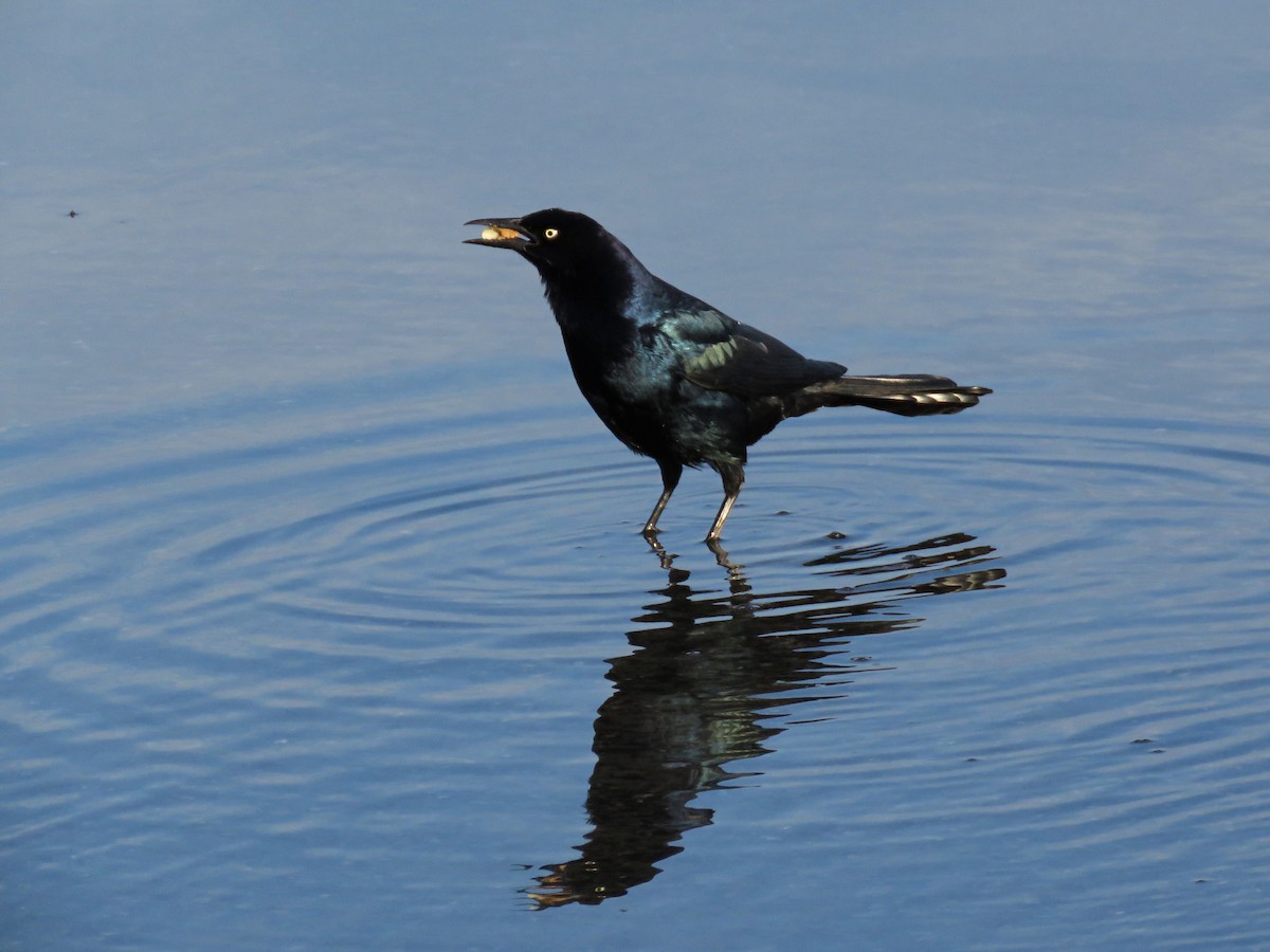 Boat-tailed Grackle - Joshua Emm