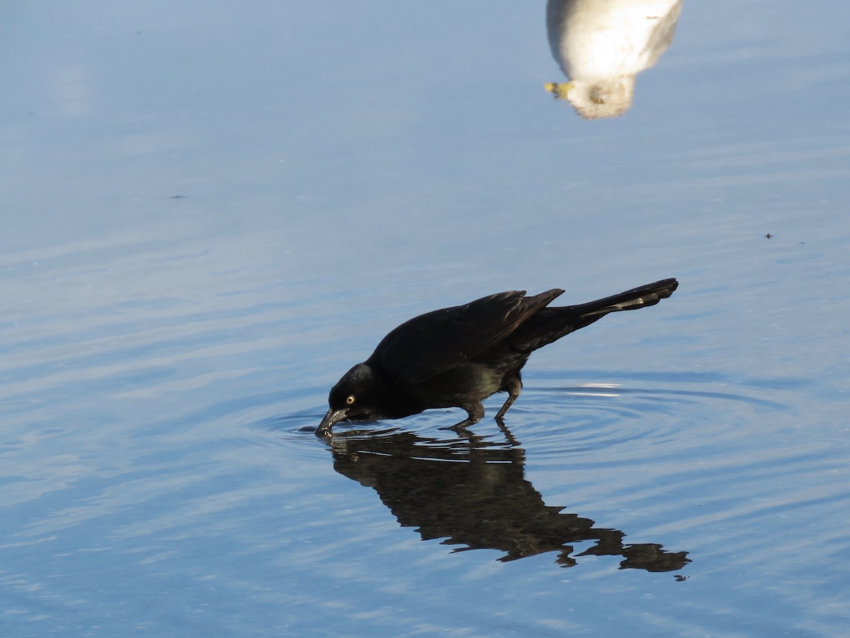 Boat-tailed Grackle - Joshua Emm