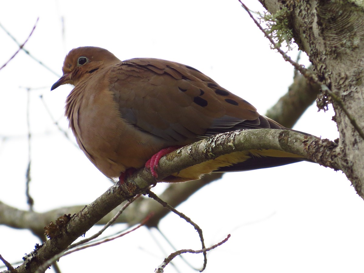 Mourning Dove - Chris Dale