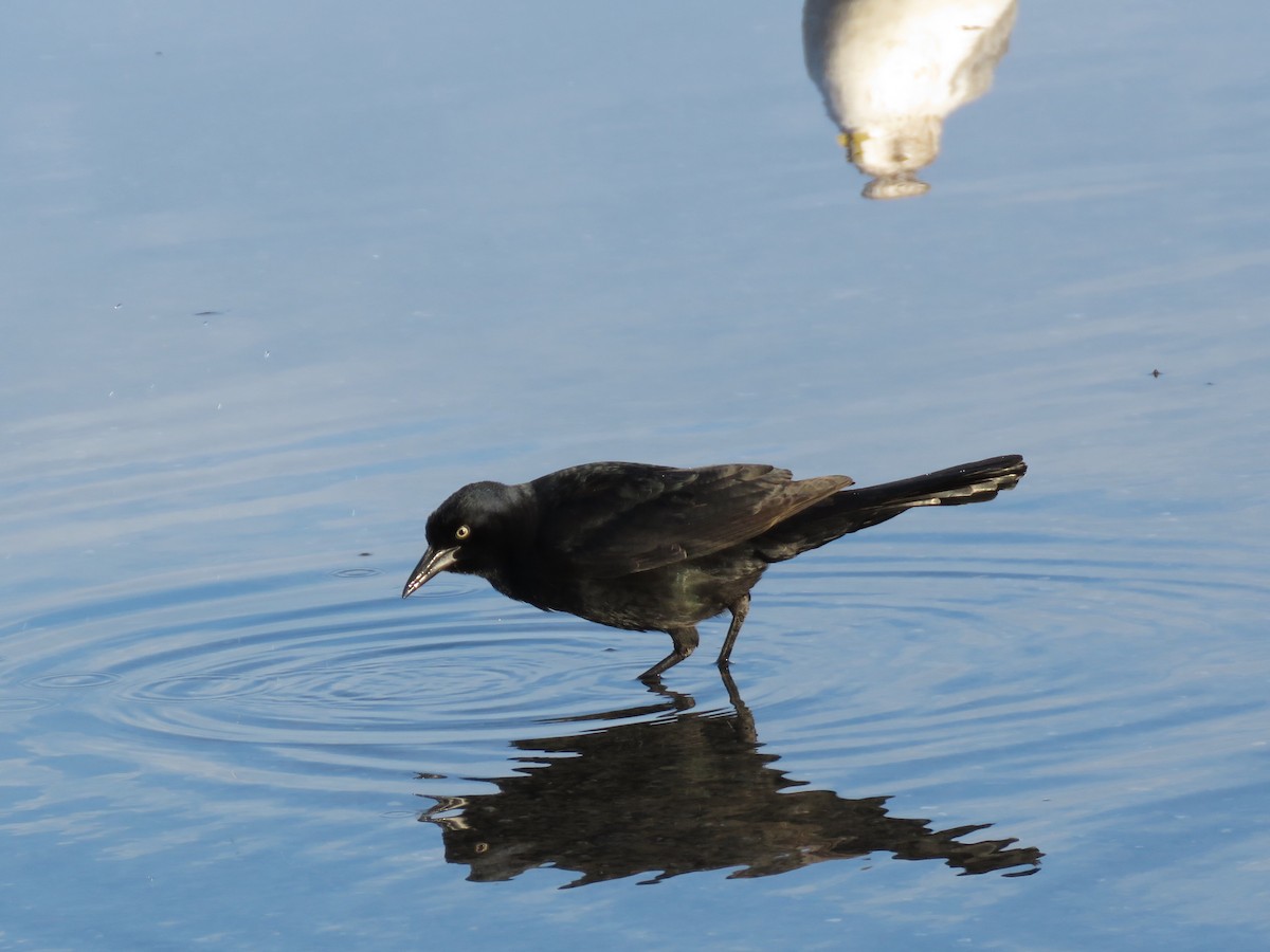 Boat-tailed Grackle - Joshua Emm