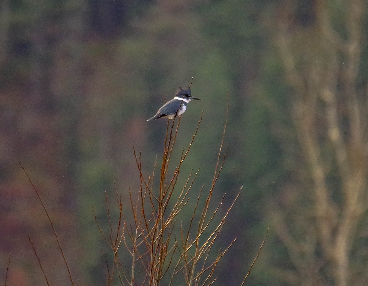 Belted Kingfisher - ML76544031
