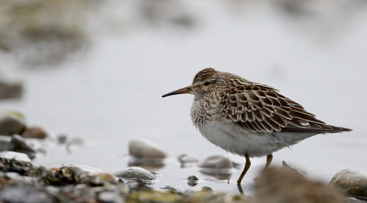 Pectoral Sandpiper - ML76544491