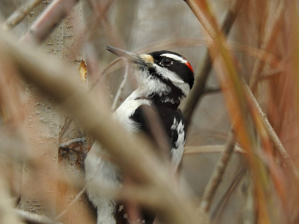 Hairy Woodpecker - ML76546671