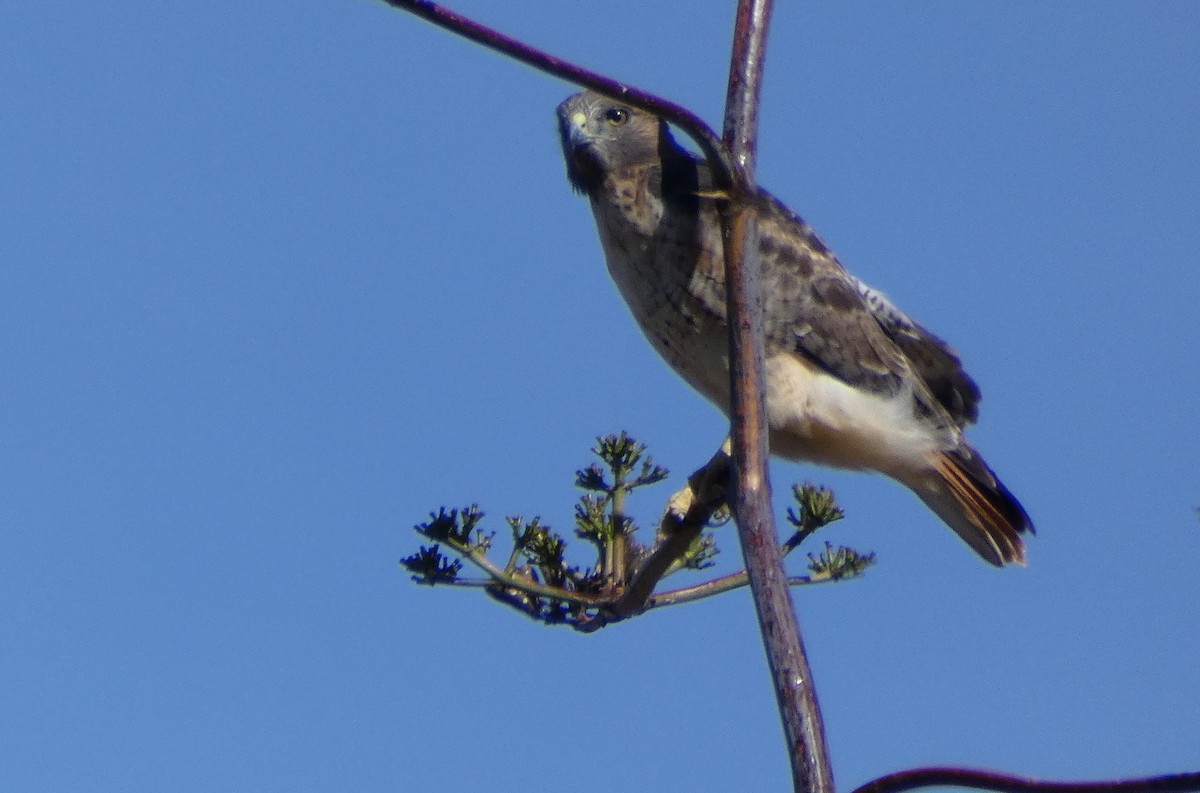 Red-tailed Hawk - ML76547831