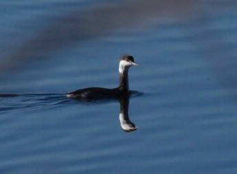 Horned Grebe - ML76548291