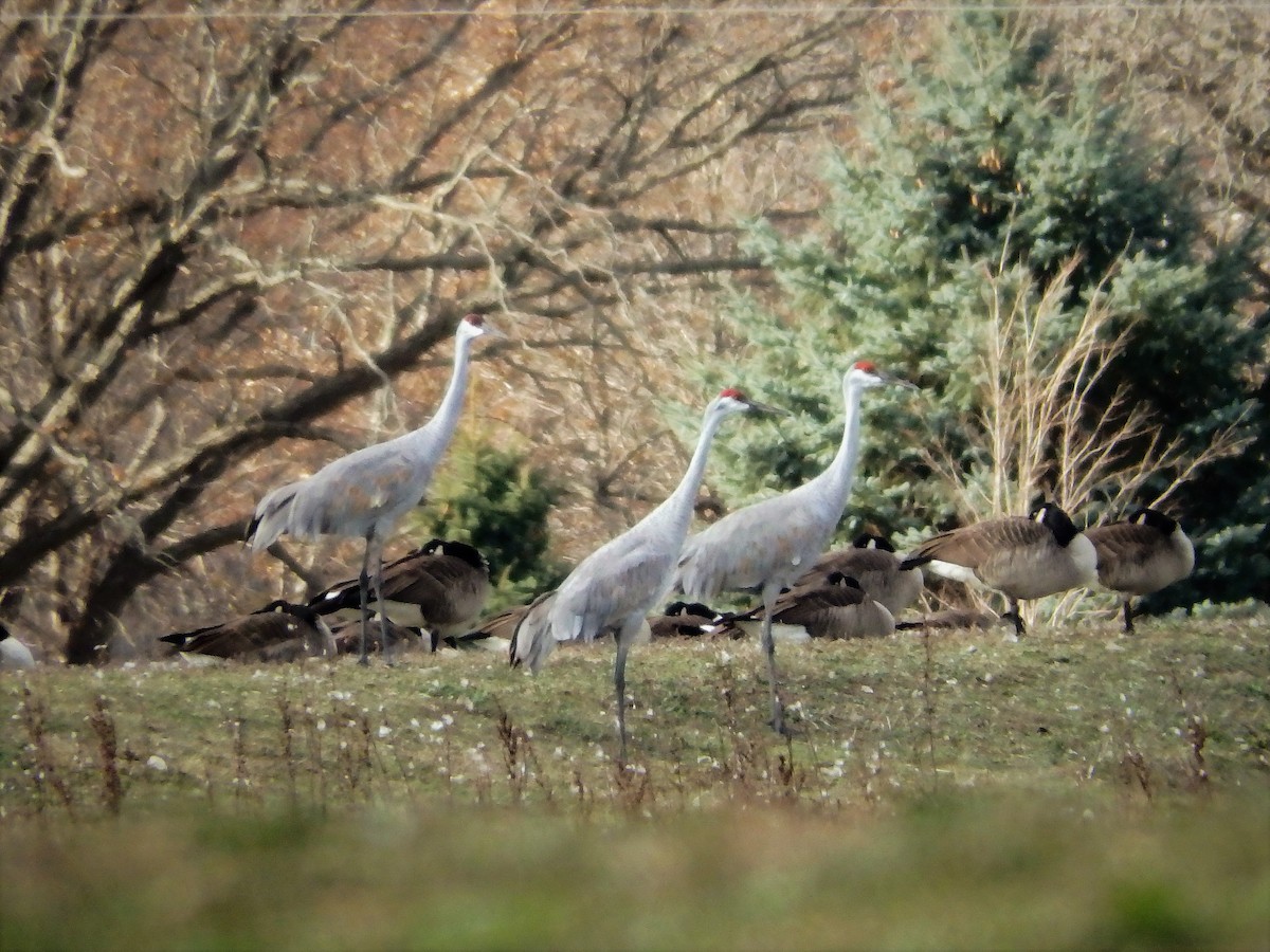 Sandhill Crane - ML76550931