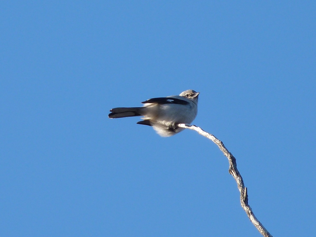 Northern Shrike - ML76555091