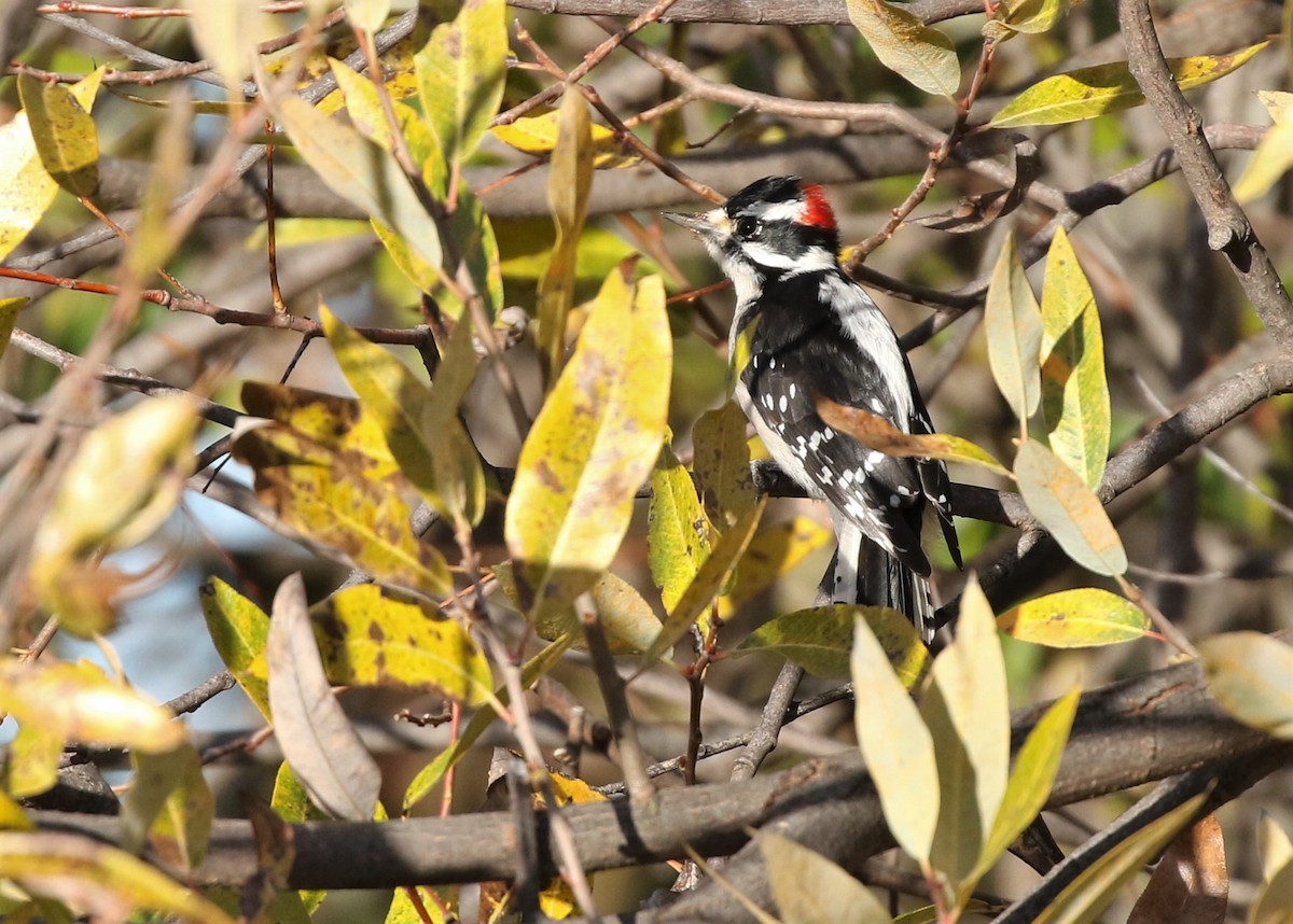Downy Woodpecker - ML76558281