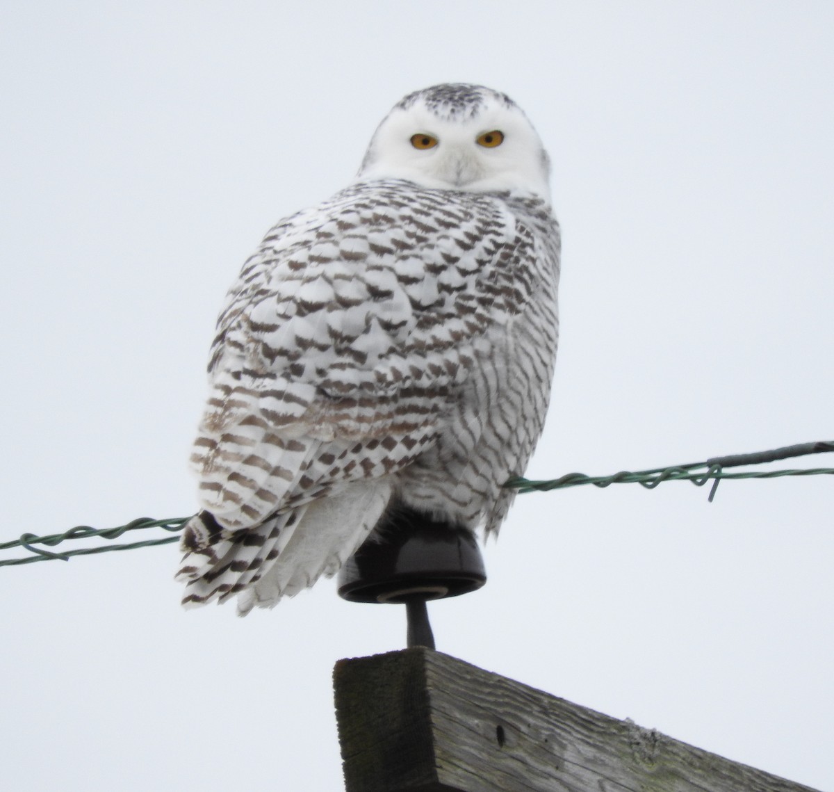 Snowy Owl - Randy Kursinsky