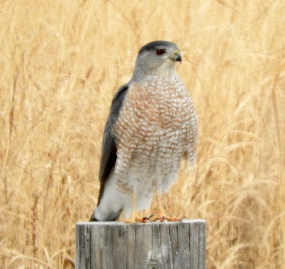 Cooper's Hawk - ML76559591