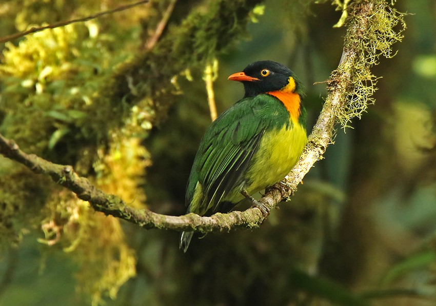 Orange-breasted Fruiteater - ML76561331