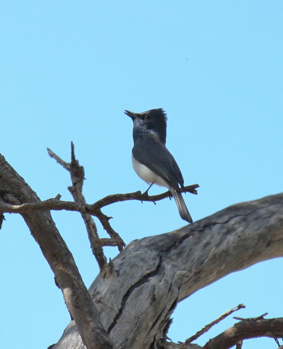 Leaden Flycatcher - ML76563621