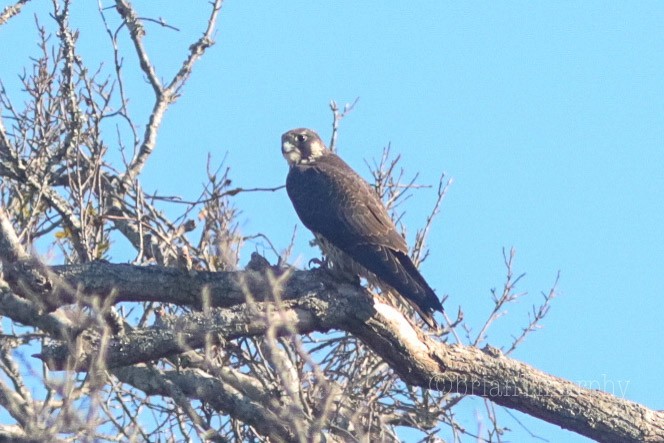 Peregrine Falcon - ML76565991