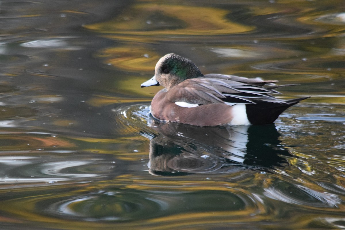 American Wigeon - ML76566611